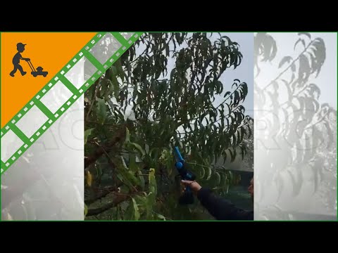 Démonstration de l'Élagueuse