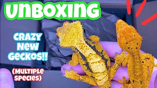 UNBOXING some BEAUTIFUL GECKOS!! (insane)