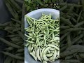 turnip harvest#beans#corrianders#gardening
