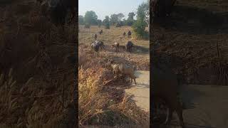 ហ្វូងក្របី shortvideo buffalo animal sorts animals buffalow elephant buffallo wildlife