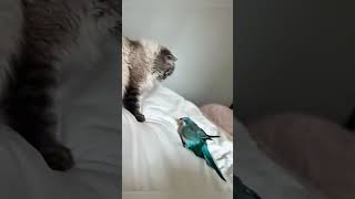 Cat vs Parrot Funny Moments