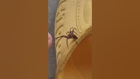 거미와 교감
