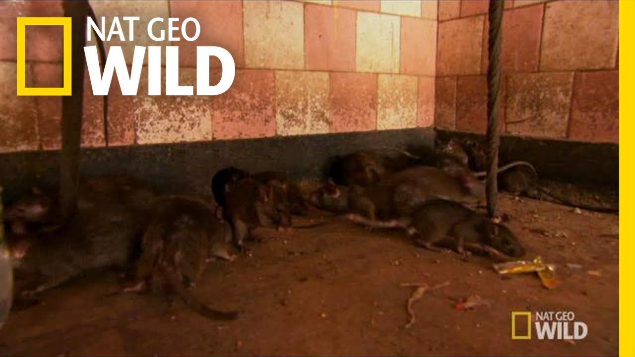 Rat Temple  Animal Underworld