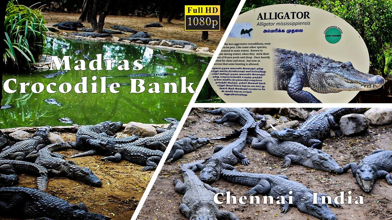 Madras Crocodile Bank - India