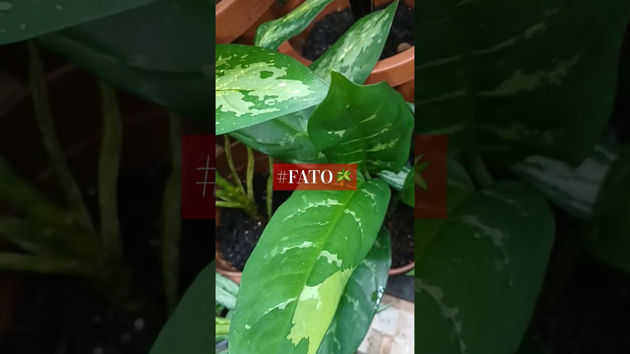 Mais Alguém  se identifica?🌿💋🪴🙊 