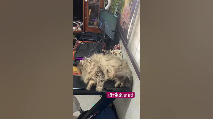 Watch the video about #cat #catlover #scottishfold #scottishfold #cute #funny #gameplay #cutecat #pets