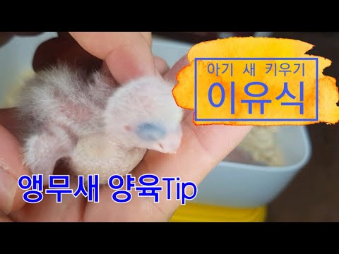 아기 새 이유식 방법, 양육 Tip