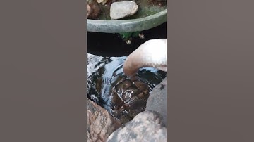 Rùa đuôi cá sấu thông minh dễ nuôi #videoshorts