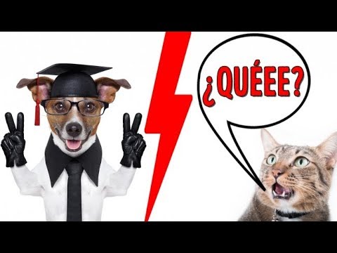 Vídeo: Los Gatos Son Más Inteligentes Que Los Perros. Pero Lo Esconden Con Cuidado - Vista Alternativa