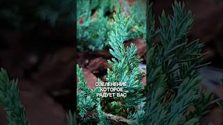 Озеленение которое радует вас #уходзасадом #дача #садоводничество #ландшафт