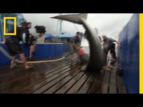 Video: Zou een haai op een mens jagen?