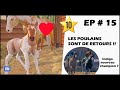 Rival stars horse racing  ep 15  indigo et son poulain  retour des poulains 