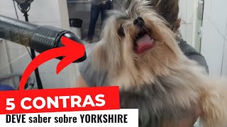 5 CONTRAS que você DEVE saber sobre o YORKSHIRE