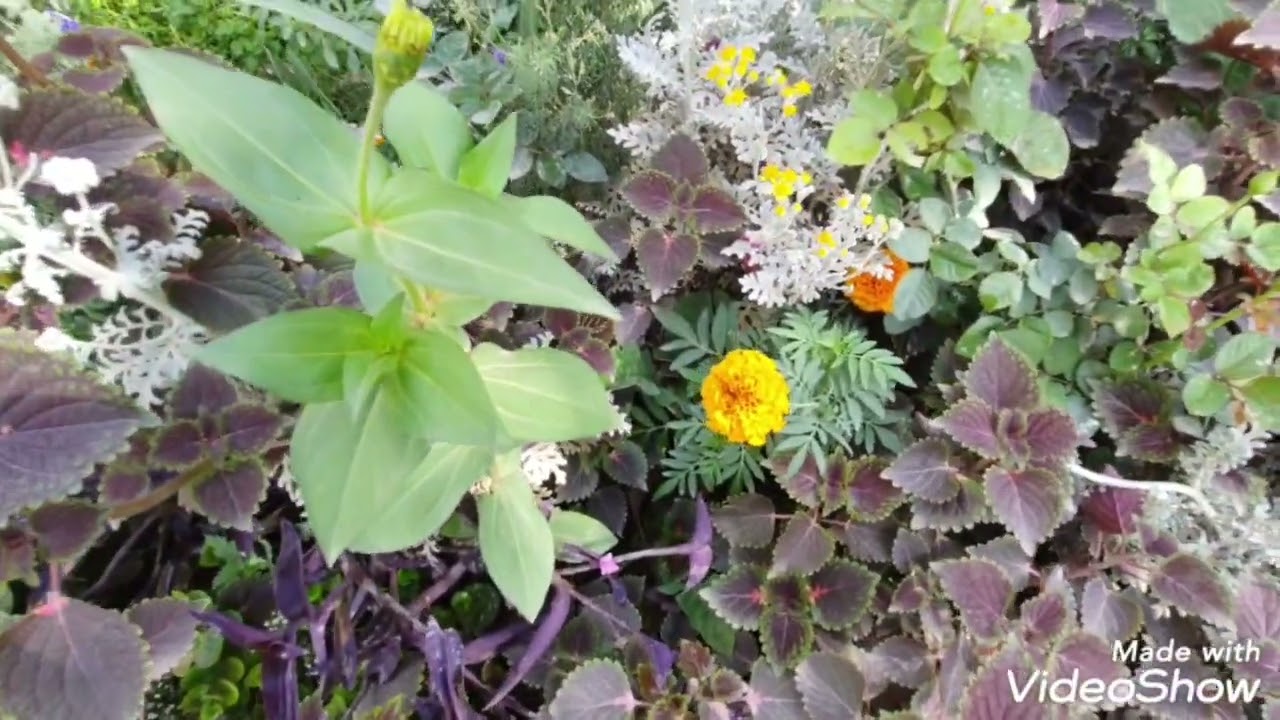 زهرة الزينيا واحدة من أسهل الأزهار الصيفية واكثرها جمالاً حيث تنمو بسرعة وتزهر بكثافة