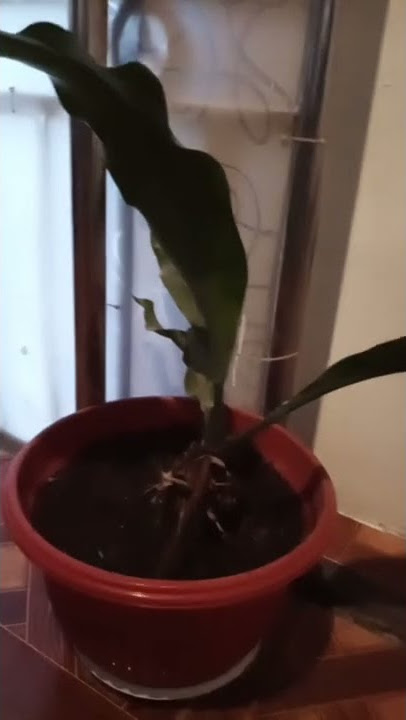 Gelombang Cinta ramping