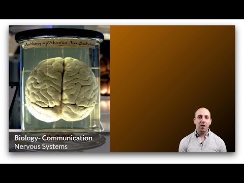 K-Bio Communication 4: Nervous Systems
