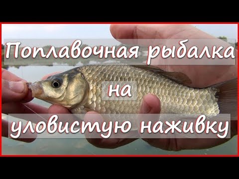 Универсальная уловистая наживка 🐚 Рыбалка на поплавочную удочку на улитку