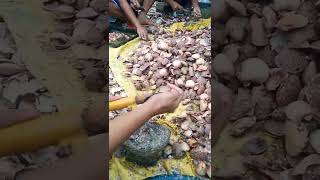 How To Open Sea Shell, Scallops #shorts #Tikab