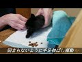 障害を負った子猫。。。