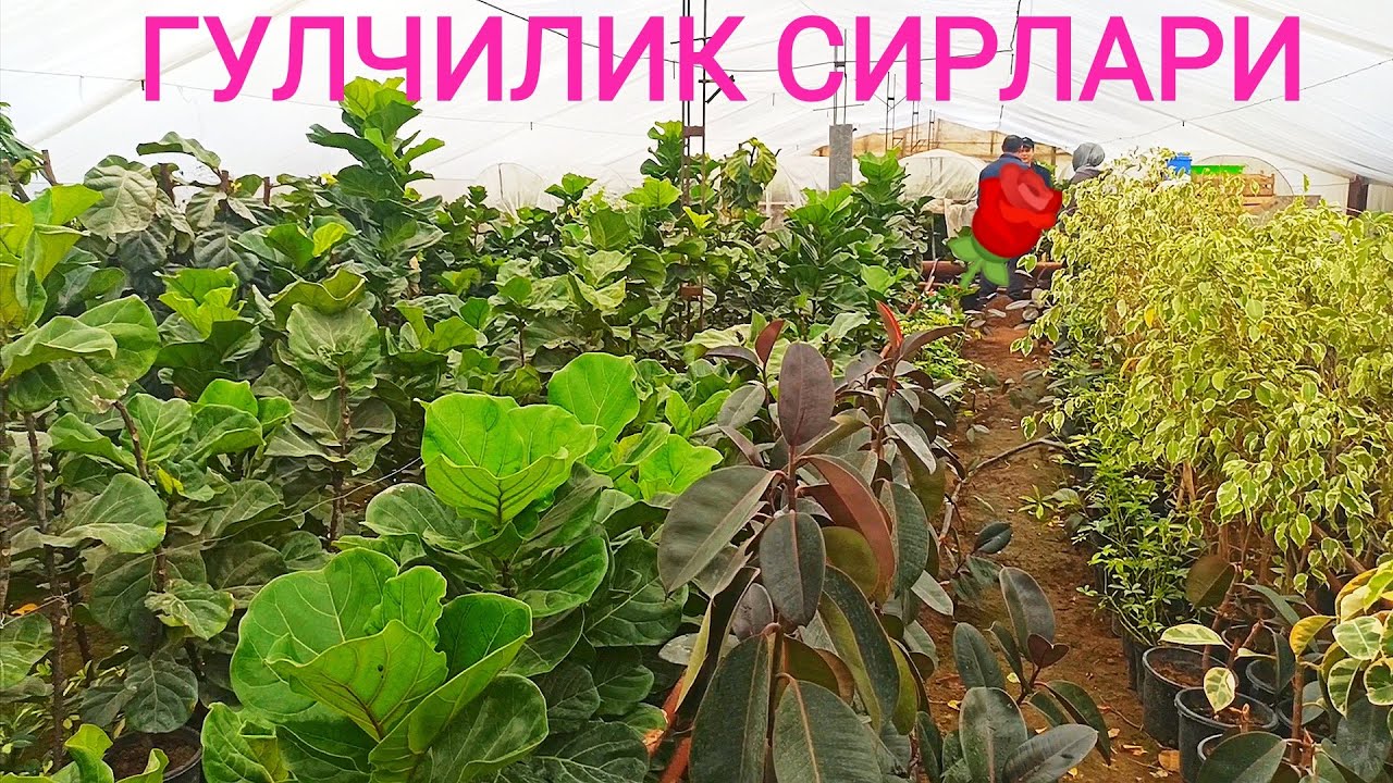 #Гул кучатлари етиштириш +998994875181 #Gulchilik haqida malumotlar Qora shaxzoda guli #SOTILADI