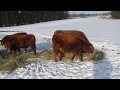 Winter Cattle Management (In the Land of Stupid Cold)