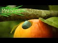 Minuscule - Love Apple / Pomme d'Amour (saison 2)