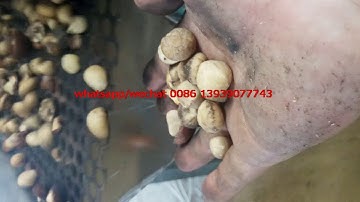 macadamia nut shell kernel separating machine macadamia separator machine