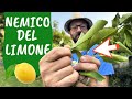 COCCINIGLIA sul LIMONE: ecco cosa bisogna fare