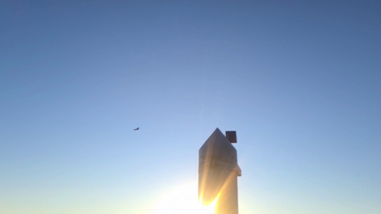 Pied shag slow motion