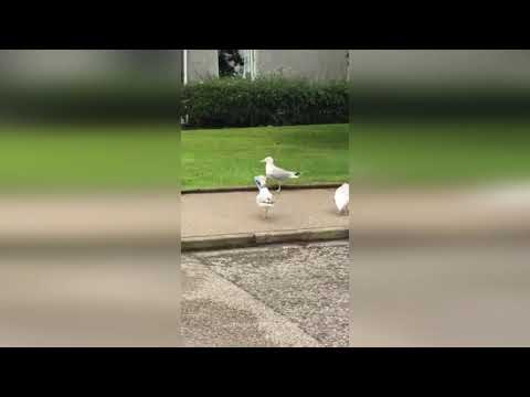 SEAGULL STUCK WITH CRISP PACKET ON ITS HEAD DN VIDEO