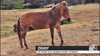 ZIGGY THE ZEBRA PONY • FROM EQUITOPIA