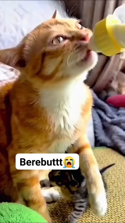 Berebutt 😭 #cat #kucinglucubandung #kucinglucu #nizamkucinglucu #catlovers #kucing