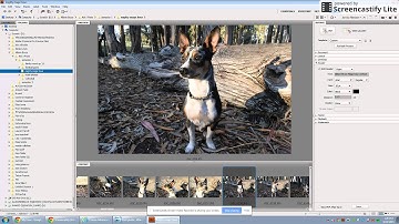 Adobe Bridge Rating Photos Tutorial