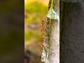 Red Ants Walking Together 🐜😱 | Satisfying Nature Short #trending