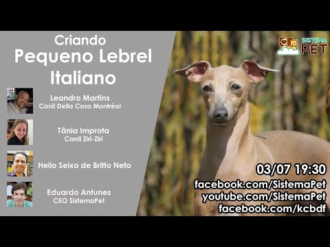 Vídeo: O amor de um galgo italiano: uma breve história sobre amor e perda