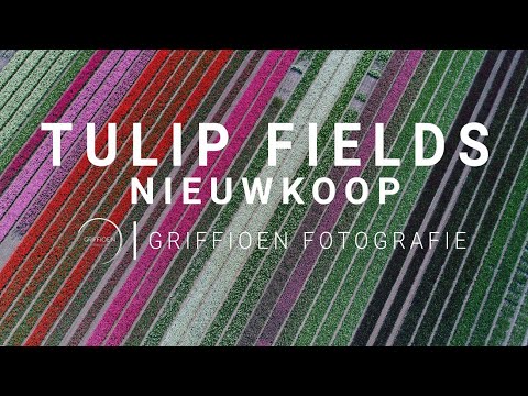 Tulip Fields - Nieuwkoop, The Netherlands