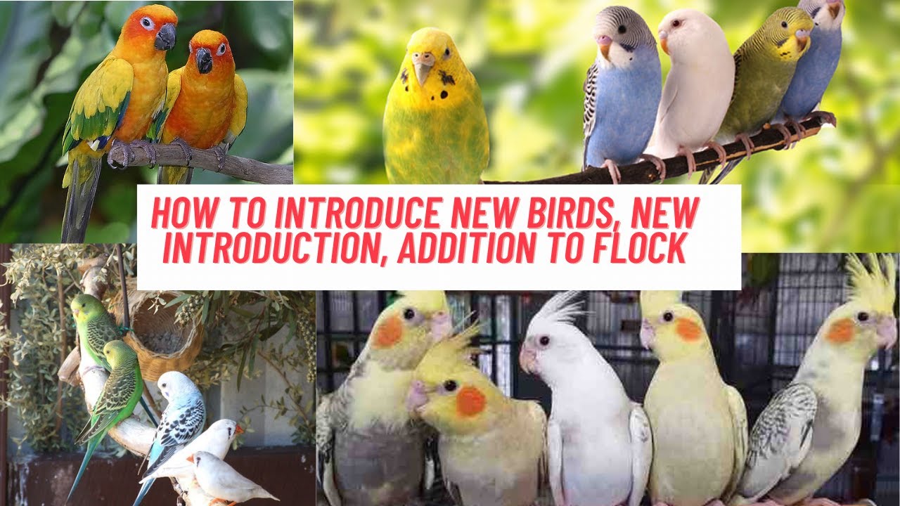 How to introduce new birds, New introduction, Addition to flock YouTube