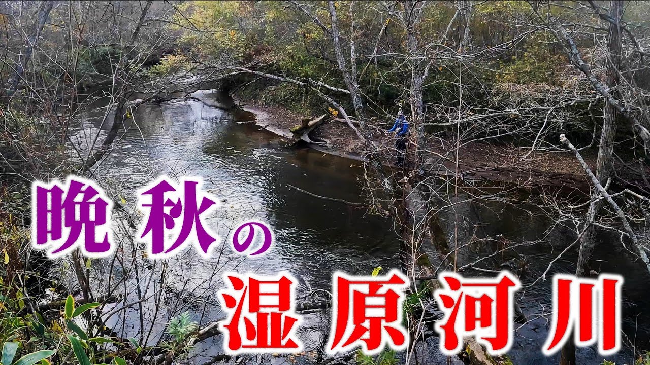 秋の湿原河川で爆釣！モンスター魚が丸見えでまじ大興奮！！