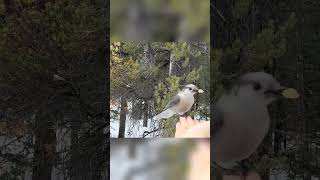 Canada (Grey) Jay