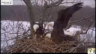 Trio Eagle Nest Stewards UMRR ~ Trio Mating ~  Valor 2 Prevails 1.21.18