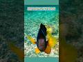 【恐怖】カクレクマノミアタック Clownfish attack #カクレクマノミ #衝撃映像