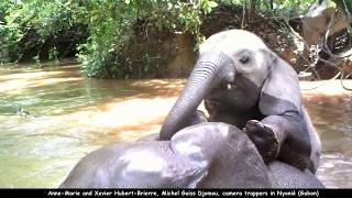 Elephant Calves Have Fun During A Creek Crossing (Gabon Jungle)