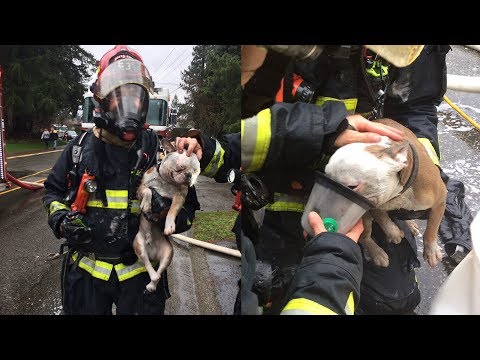 Wideo: Pet Scoop: Strażacy ratują chomiki za pomocą tlenu, NFL Player ranny Chasing Puppy