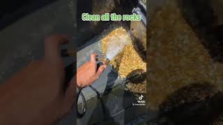 How I clean my snapping turtles bin/pond every week shorts florida turtle