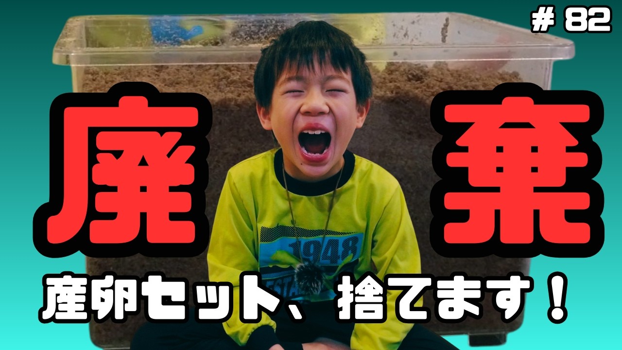 廃棄！産卵セット捨てます！【ひーちゃんねる82】#スマトラオオヒラタクワガタ#ハーキュリー#産卵セット#廃棄#昆虫飼育#小学生のリアル昆虫飼育日記