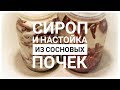 Сироп и настойка из сосновых почек. Крайне полезный рецепт!!!