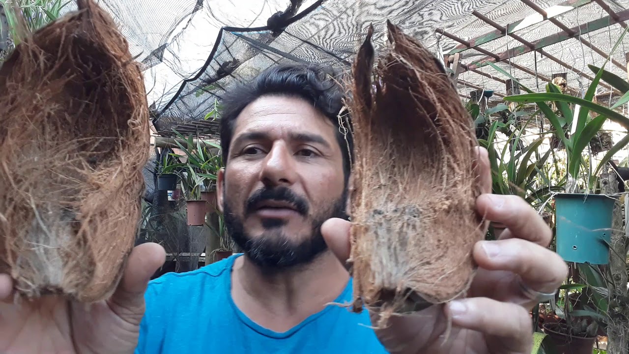 Dicas de Cultivo de Orquídeas 217