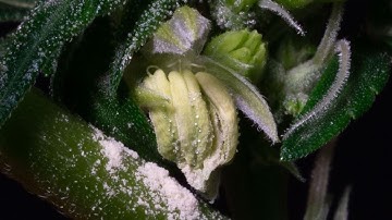 New Methods for Induction of Male Flowers and Scalable Feminized Seed Production in Cannabis