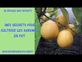 Mes secrets pour cultiver les agrumes en pot - Monjardindansleslandes