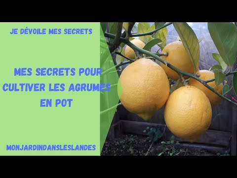 Mes secrets pour cultiver les agrumes en pot - Monjardindansleslandes